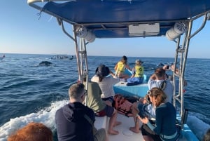 Puerto Escondido: Boat Tour to Swim with Dolphins & Turtles