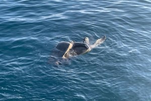 Puerto Escondido: Tour para disfrutar Delfines y Vida Marina