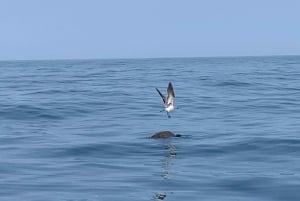 Puerto Escondido: Tour para disfrutar Delfines y Vida Marina