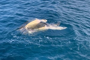 Puerto Escondido: Boat Tour to Swim with Dolphins & Turtles