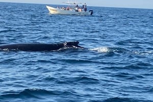 Puerto Escondido: Tour para disfrutar Delfines y Vida Marina