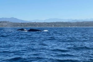 Puerto Escondido: Boat Tour to Swim with Dolphins & Turtles