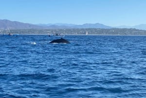 Puerto Escondido: Tour para disfrutar Delfines y Vida Marina