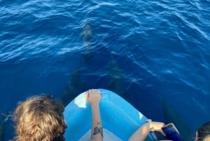 Puerto Escondido: Boat Tour to Swim with Dolphins & Turtles