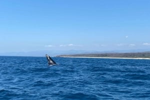 Puerto Escondido: Boat Tour to Swim with Dolphins & Turtles