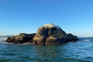 Puerto Escondido: Boat Tour to Swim with Dolphins & Turtles