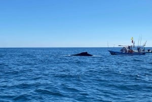 Puerto Escondido: Boat Tour to Swim with Dolphins & Turtles