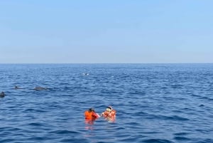 Puerto Escondido: Boat Tour to Swim with Dolphins & Turtles