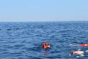 Puerto Escondido: Boat Tour to Swim with Dolphins & Turtles