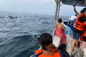 Puerto Escondido: Boat Tour to Swim with Dolphins & Turtles