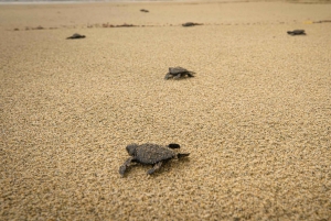 Puerto Escondido: Turtle Release and Bioluminescent Plankton