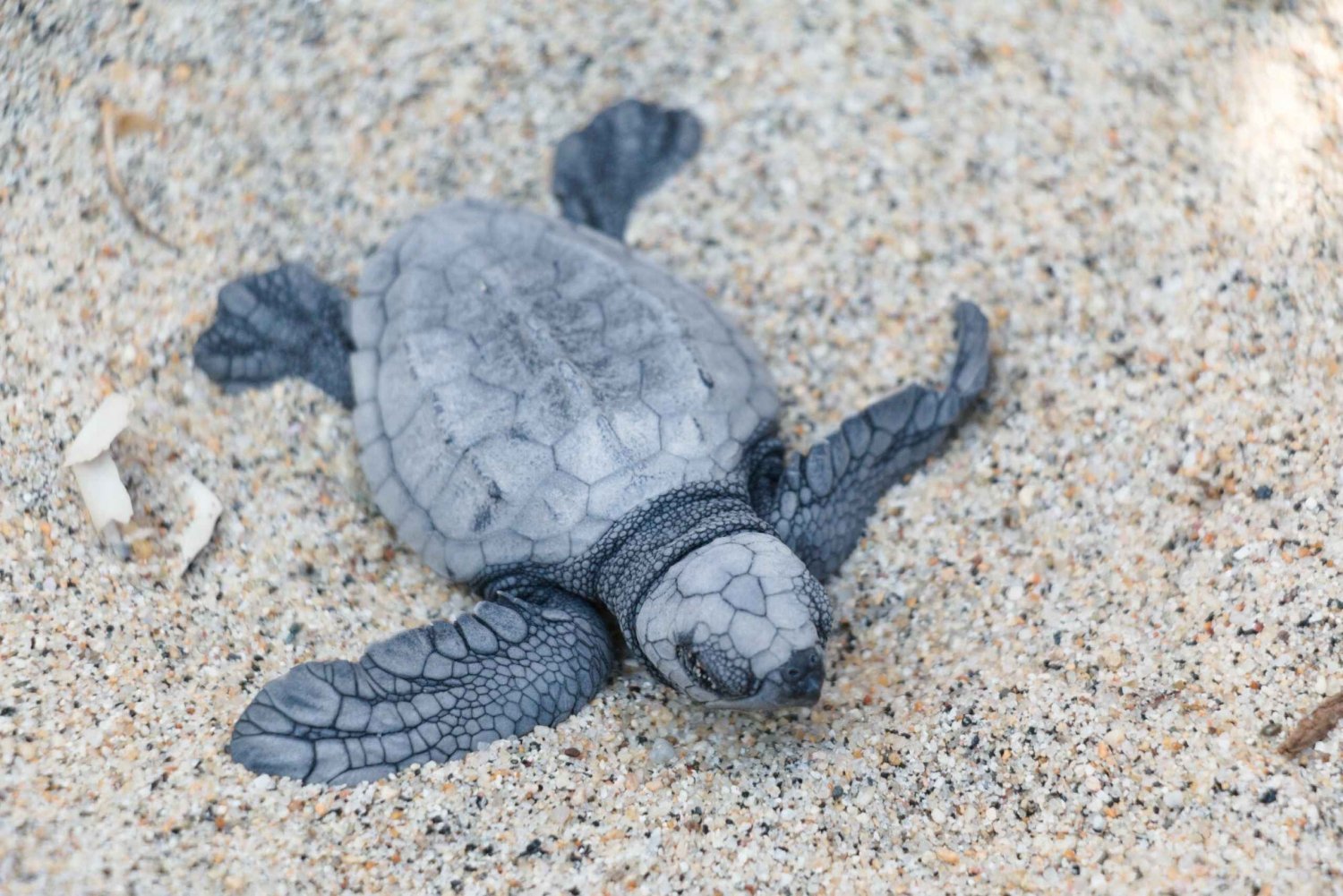 Puerto Escondido: Turtle Release Experience