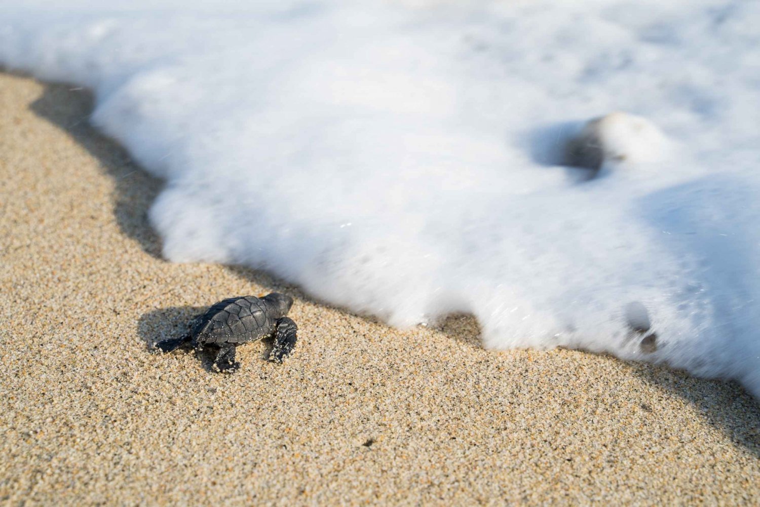 Puerto Escondido: Experiencia de liberación de tortugas