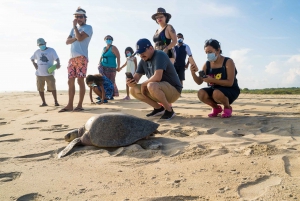 Puerto Escondido: Turtle Release Experience