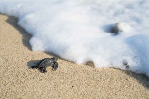 Puerto Escondido: Turtle Release Experience