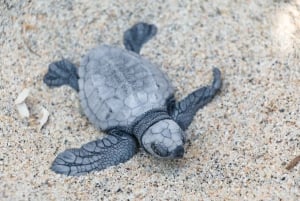 Puerto Escondido: Experiencia de liberación de tortugas