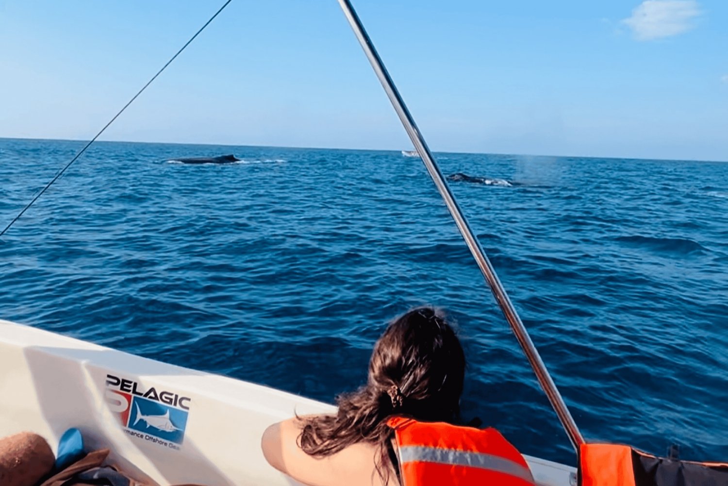 Puerto escondido : Observa las ballenas y nada con delfines