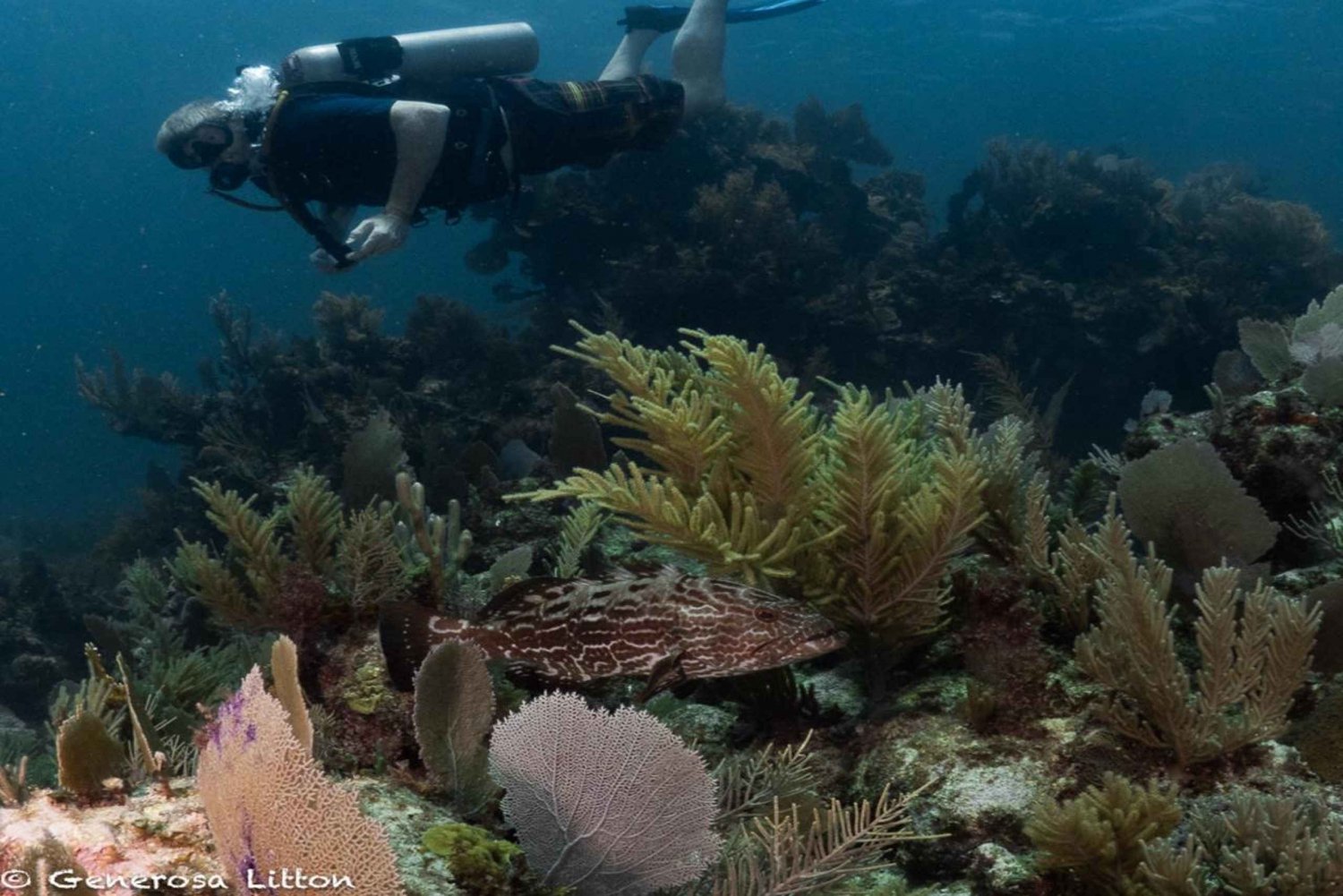 Puerto Morelos: Diving at Puerto Morelos Reef