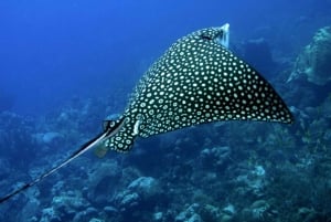 Puerto Morelos: Diving at Puerto Morelos Reef