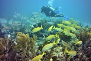 Puerto Morelos: Diving at the C56 Shipwreck