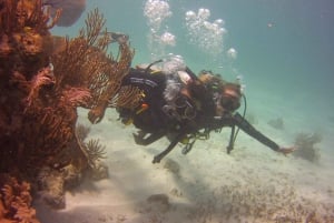 Puerto Morelos: Diving at the C56 Shipwreck