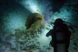 Puerto Morelos: Ojo de Agua Night Dive for Certified Divers