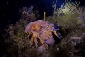 Puerto Morelos: Ojo de Agua Night Dive for Certified Divers