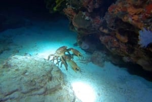 Puerto Morelos: Ojo de Agua Night Dive for Certified Divers