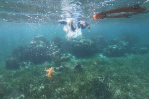 Puerto Morelos: Aventura de snorkel en el arrecife con transporte