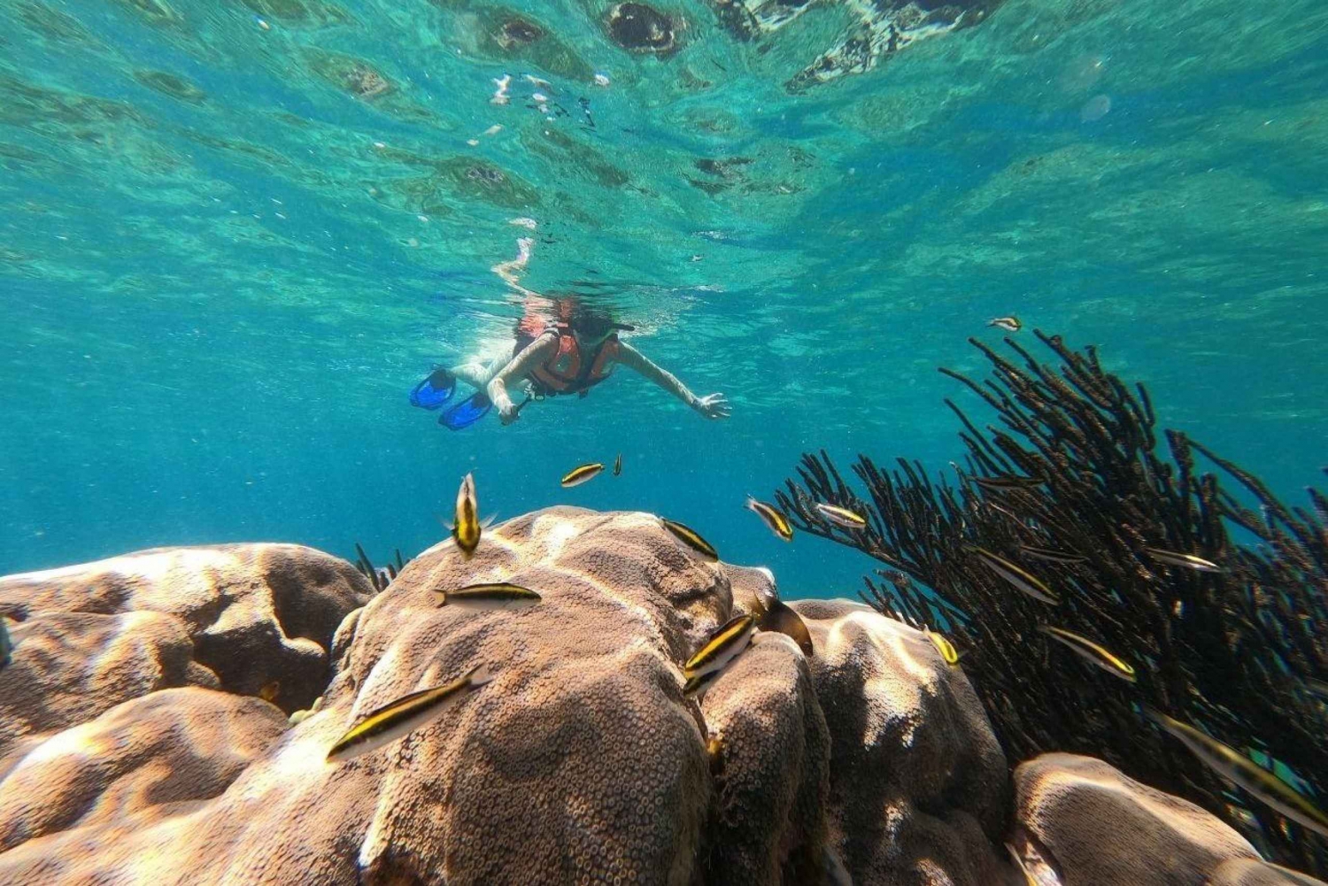 Puerto Morelos: Excursión de snorkel en el arrecife, refrigerio y transporte