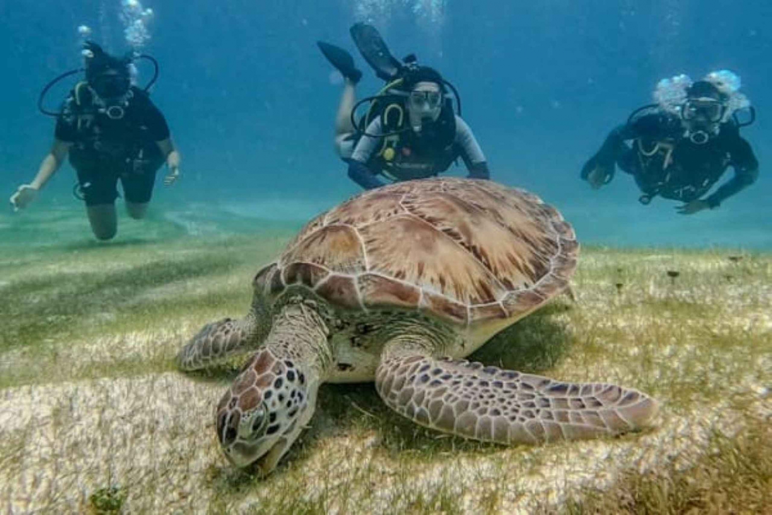 Puerto Morelos: Buceo para Principiantes - 2 Inmersiones