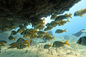 Puerto Morelos: Scuba Diving for Beginners - 2 Dives