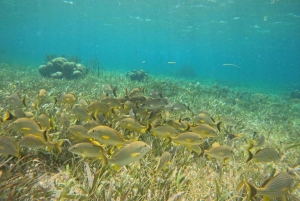 Puerto Morelos: Snorkel and boat ride at Puerto Morelos Reef