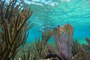 Puerto Morelos: Snorkel and boat ride at Puerto Morelos Reef