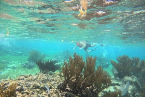 Puerto Morelos: Snorkel and boat ride at Puerto Morelos Reef