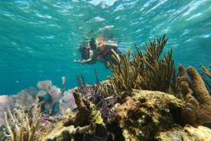 Puerto Morelos: Bucea en el arrecife de coral y visita la ciudad