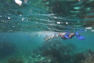 Puerto Morelos: Bucea en el arrecife de coral y visita la ciudad