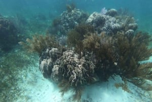 Puerto Morelos: Bucea en el arrecife de coral y visita la ciudad