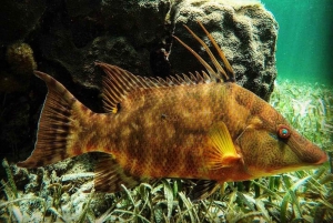 Puerto Morelos: Actividad guiada de snorkel