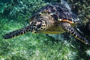 Puerto Morelos: Actividad guiada de snorkel