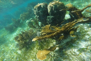 Puerto Morelos: Actividad guiada de snorkel