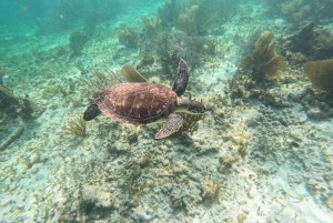 Puerto Morelos: Actividad guiada de snorkel