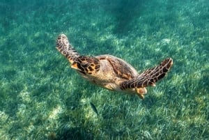 Puerto Morelos: Snorkeling Tour with Turtles and Stingrays