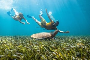 Puerto Morelos: Snorkeling Tour with Turtles and Stingrays