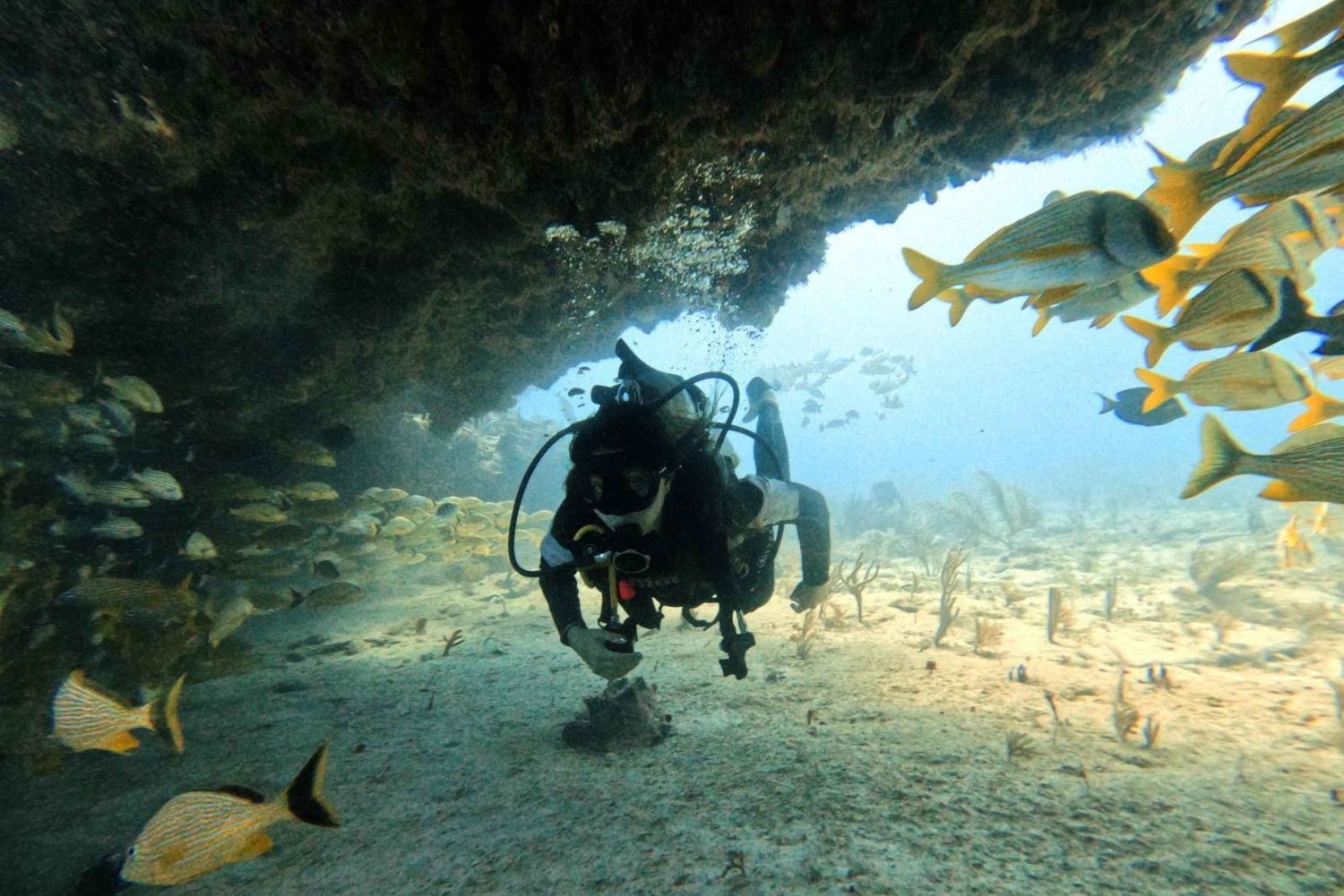 Puerto Morelos: Dos Inmersiones en Arrecife para Buceadores Certificados