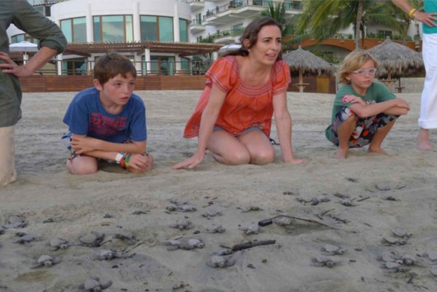 Puerto Vallarta: Liberación de crías de tortuga marina