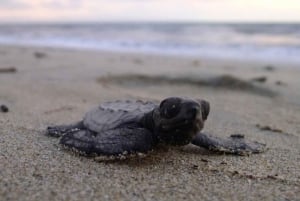 Puerto Vallarta: Liberación de crías de tortuga marina