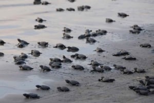 Puerto Vallarta: Liberación de crías de tortuga marina