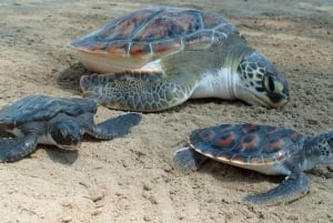 Puerto Vallarta: Liberación de crías de tortuga marina