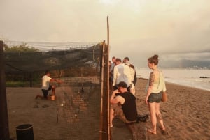 Puerto Vallarta: Liberación de Tortuguitas en Área de Conservación